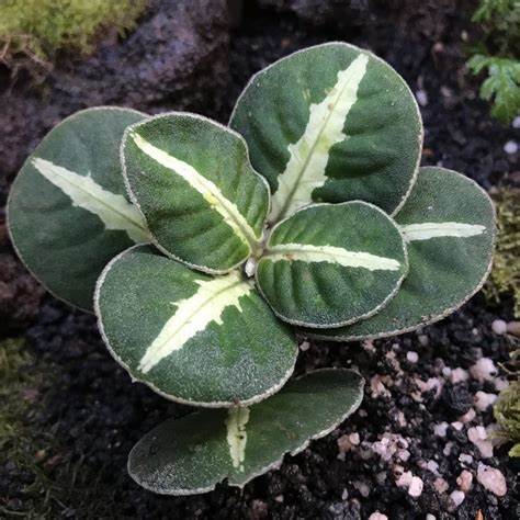 ARGOSTEMMA ROUND LEAF