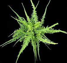 HELECHO ASPLENIUM X EBENOIDES
