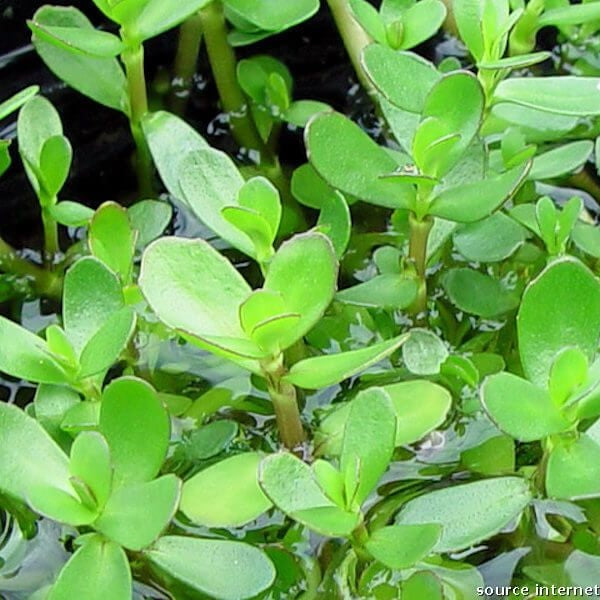 BACOPA CRENATA