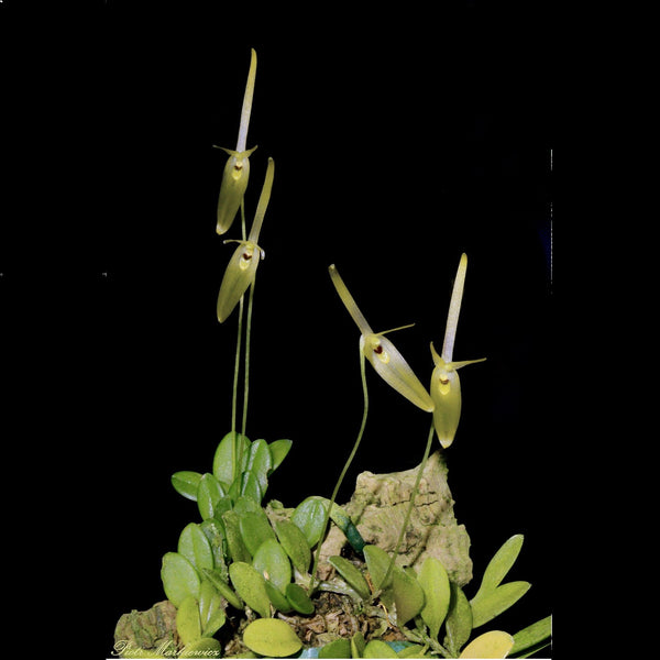 ORQUÍDEA BARBOSELLA SP. COGNAUSIANA