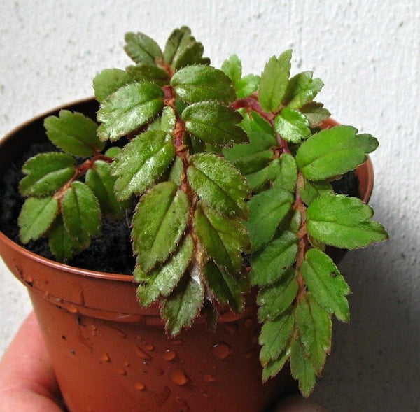 BEGONIA FOLIOSA VAR. MINIATA