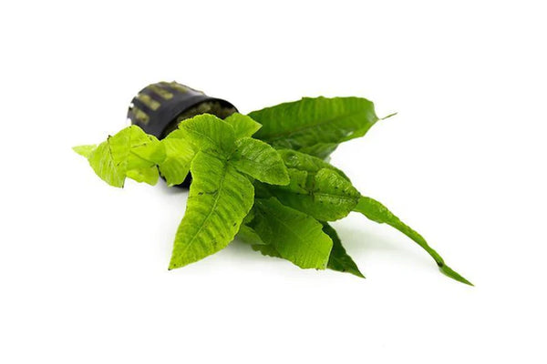 BOLBITIS HETEROCLITA