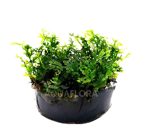 Bolbitis heteroclita "Difformis" In vitro