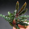 BUCEPHALANDRA BIBLIS RED