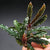 BUCEPHALANDRA BIBLIS RED