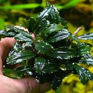 BUCEPHALANDRA CATERINA
