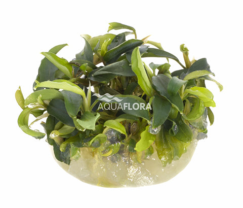 Bucephalandra "Wavy Green" In vitro