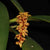 ORQUÍDEA BULBOPHYLLUM RUFINUM