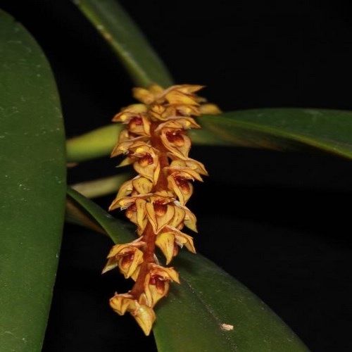 ORQUÍDEA BULBOPHYLLUM RUFINUM