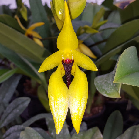 ORQUÍDEA BULBOPHYLLUM CARUNCULATUM