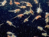 Artemia Viva