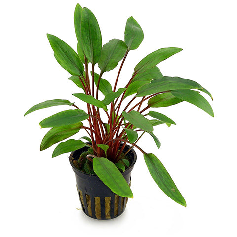 Cryptocoryne beckettii en Maceta