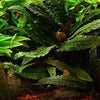 CRYPTOCORYNE BULLOSA