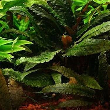 CRYPTOCORYNE BULLOSA