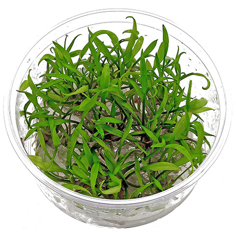 Cryptocoryne parva In vitro