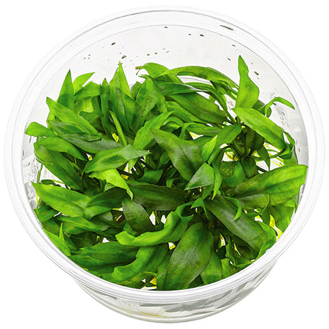 Cryptocoryne pygmaea In vitro