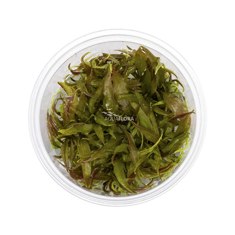 Cryptocoryne usteriana In vitro
