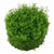 HEMIANTHUS CALLITRICHOIDES"CUBA" IN VITRO