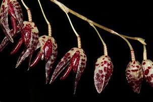 PLEUROTHALLIS RESTREPIODES