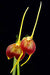ORQUIDEA MASDEVALLIA SCITULA