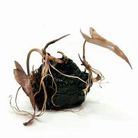 TIGER LOTUS RED -NYMPHAEA ZENKERI (BULBO)