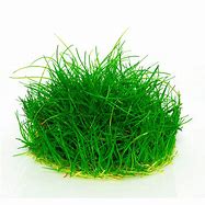 ELEOCHARIS PARVULA IN VITRO