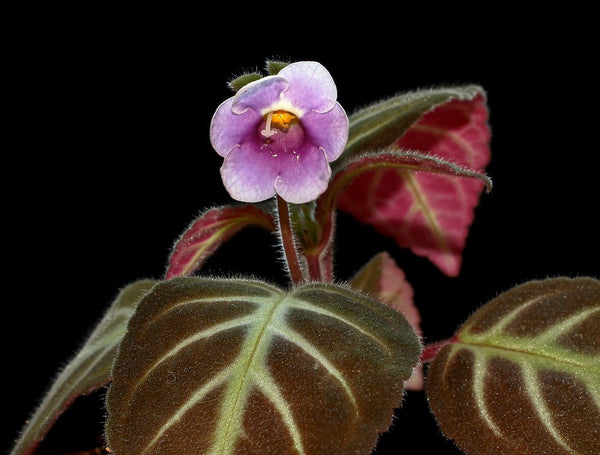 GLOXINELLA LINDENIANA