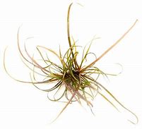 ECHINODORUS TENELLUS IN VITRO