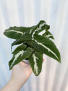 TREPADORA SYNGONIUM WENDLANDII