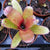 Bromelia- Neoregelia Narziss.