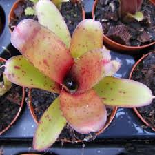 Bromelia- Neoregelia Narziss.