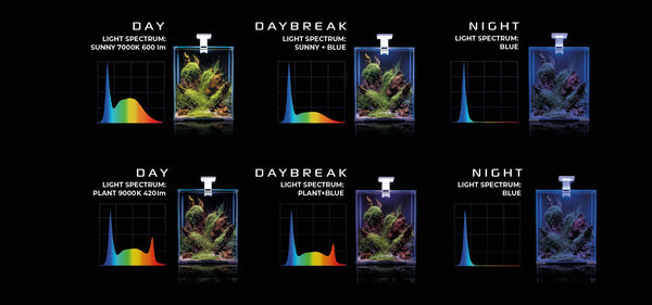 LEDDY SLIM SUNNY / PLANT