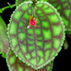 ORQUÍDEA LEPANTHES CALODICTYON