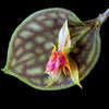 ORQUÍDEA LEPANTHES OVA-RAJAE