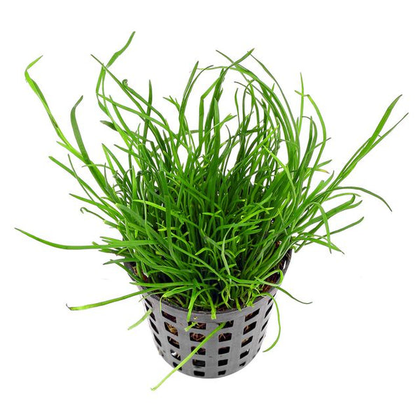 LILAEOPSIS MAURITANIA