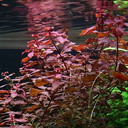 LUDWIGIA PALUSTRIS