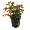 Ludwigia palustris "Mini Super Red" en Maceta