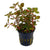 Ludwigia palustris "Mini Super Red" en Maceta