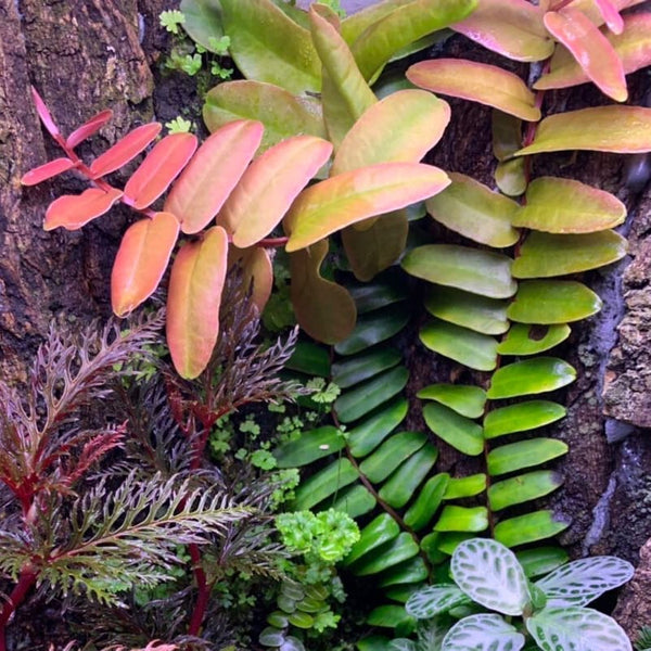 PLANTA TREPADORA MARCGRAVIA SINTENISII