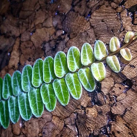 PLANTA TREPADORA MARCGRAVIA UMBELLATA