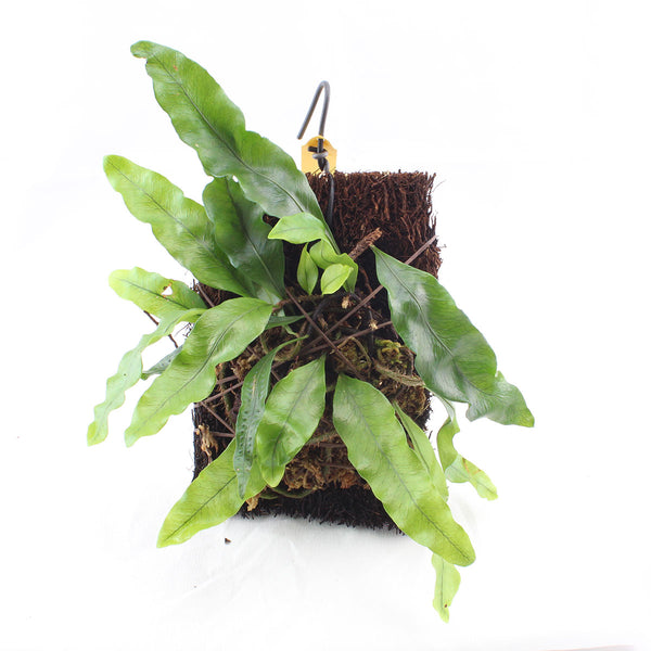 HELECHO MICROGRAMMA NITIDA