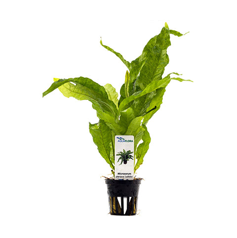 Microsorum pteropus "Latifolia" en Maceta