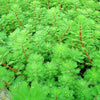 MYRIOPHYLLUM BRASILIENSIS