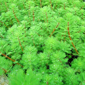 MYRIOPHYLLUM BRASILIENSIS