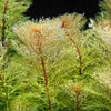 MYRIOPHYLLUM GREEN SUBMERSE