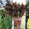 BROMELIA NEOREGELIA AMPULLACEA PURPUREA