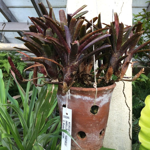 BROMELIA NEOREGELIA AMPULLACEA PURPUREA