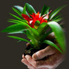 BROMELIA NEOREGELIA JEROGLÍFICA MINI