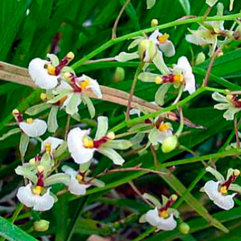 ORQUÍDEA SIGMATOSTALIX RADICANS