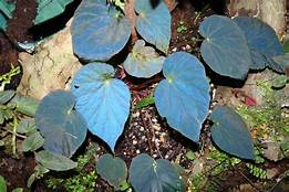 BEGONIA PAVONINA